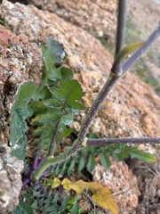 Sisymbrium erysimoides