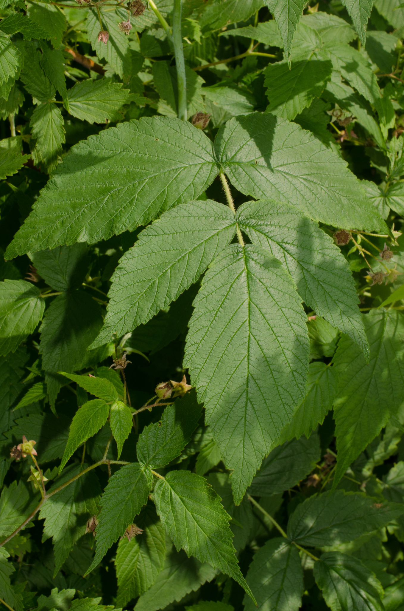 black raspberry Rubus leucodermis leaves, Stanley Park, Vancouver, British  Columbia, Canada Stock Photo - Alamy