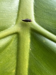 Cephaloconus tenebrosus