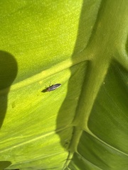 Cephaloconus tenebrosus