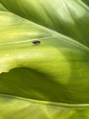 Cephaloconus tenebrosus