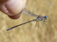 Lestes stultus
