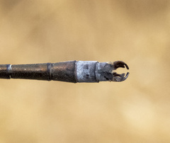 Lestes stultus