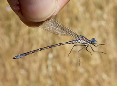 Lestes stultus
