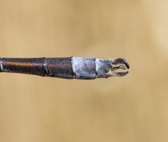 Lestes stultus