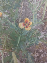 Glaucium corniculatum