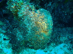 Polyandrocarpa polypora