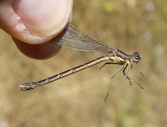 Lestes stultus
