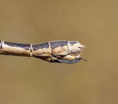 Lestes stultus