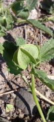 Rhynchosida physocalyx