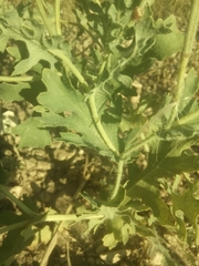 Glaucium corniculatum