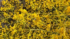 Bilacunaria boissieri