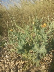 Glaucium corniculatum