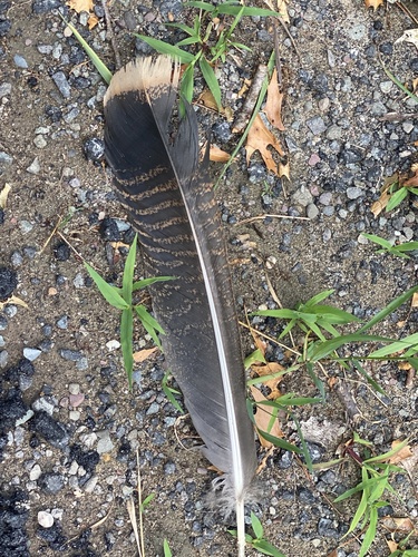Wild Turkey photographed in New York