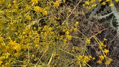 Bilacunaria boissieri