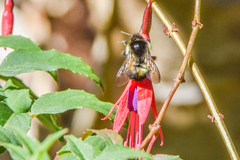 Bombus ephippiatus