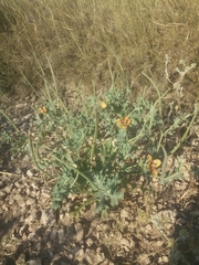 Glaucium corniculatum