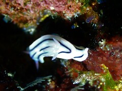 Chromodoris lochi