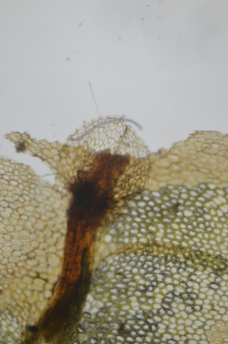 Image of Calypogeia integristipula by no rights reserved
