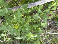 Sisymbrium erysimoides