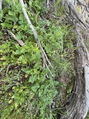 Sisymbrium erysimoides