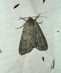 Acronicta americana