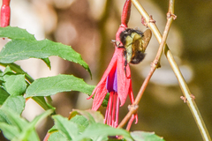 Bombus ephippiatus