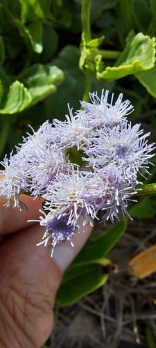 Ageratum maritimum (Ageratum maritimum)