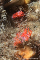 Coryphellina poenicia
