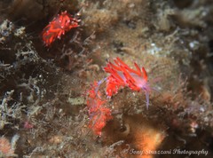 Coryphellina poenicia