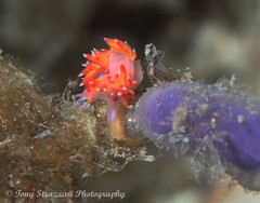 Coryphellina poenicia