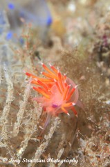 Coryphellina poenicia