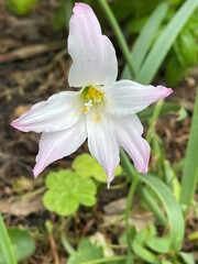 Zephyranthes robusta