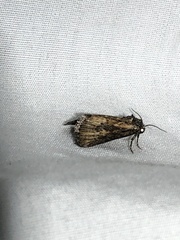 Crambodes talidiformis