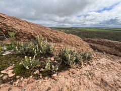 Cheilanthes lasiophylla