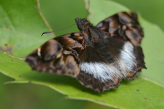 Noctuana lactifera bipuncta