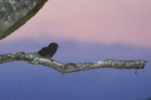 Dusky Nightjar (Antrostomus saturatus), photo 5