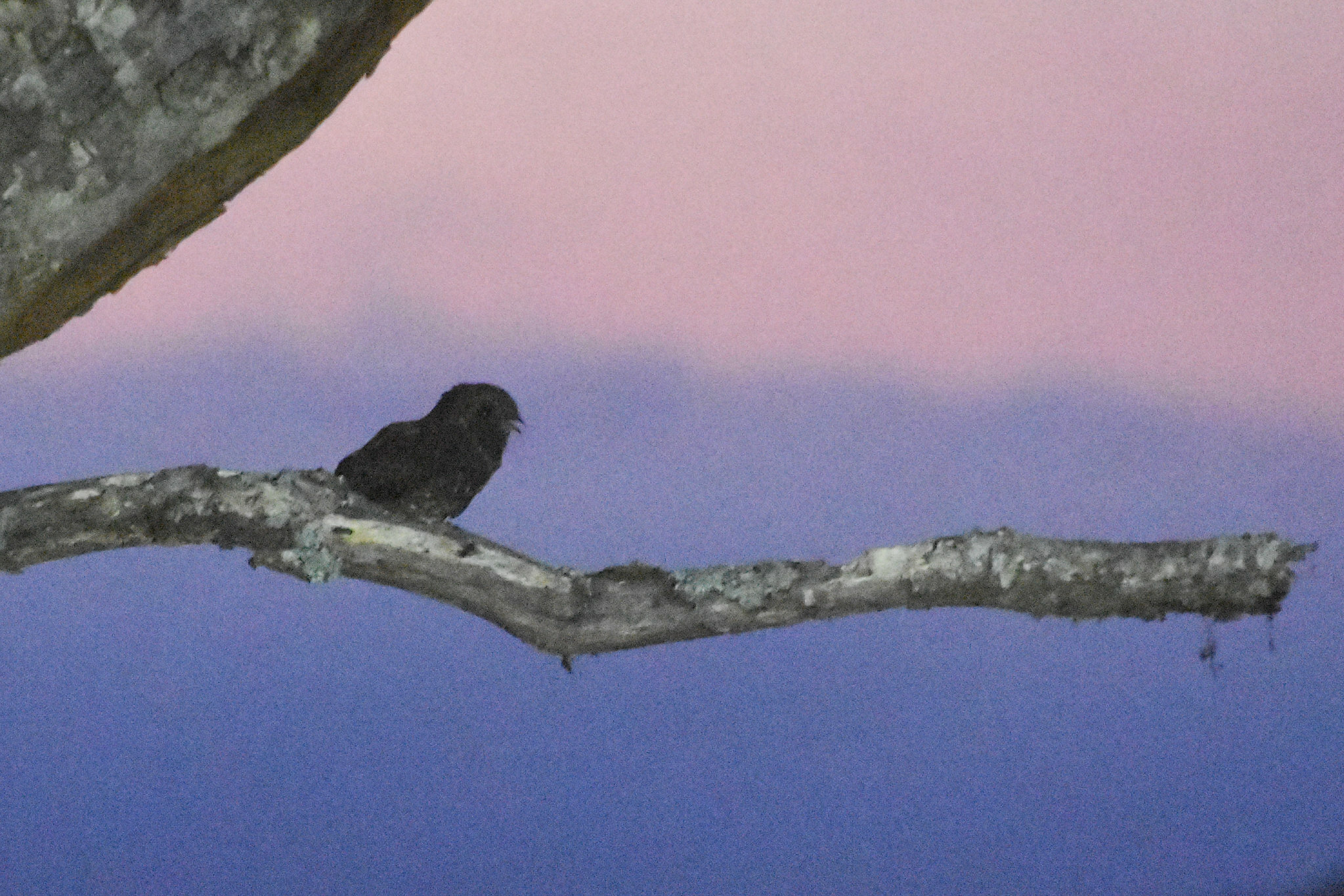 Dusky Nightjar (Antrostomus saturatus), photo 6