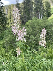 Corydalis caseana brandegeei