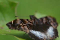 Noctuana lactifera bipuncta