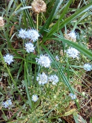 Jasione montana
