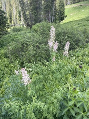 Corydalis caseana brandegeei
