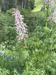 Corydalis caseana brandegeei