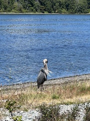 Ardea herodias fannini