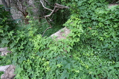 Ceratiosicyos laevis