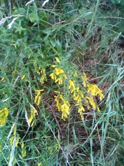 Genista tinctoria