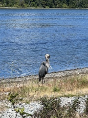 Ardea herodias fannini