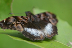 Noctuana lactifera bipuncta