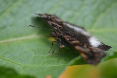 Noctuana lactifera bipuncta