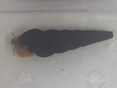 Tylomelania towutensis